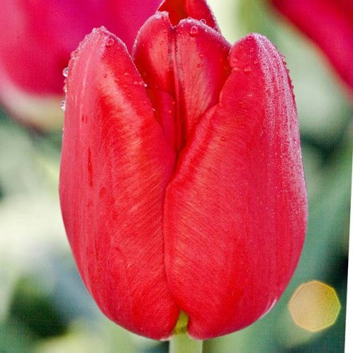 Tulpes triumfa BASTOGNE 12/+ 80gab