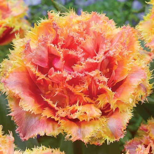 Tulpes bārkšziedu BRISBANE 11/12 60gab