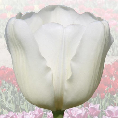 Tulpes elitārās GEORGE W.BUSH 12/+ 40gab