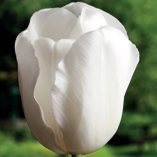 Tulpes agrās COQUETTE 12/+ 80gab
