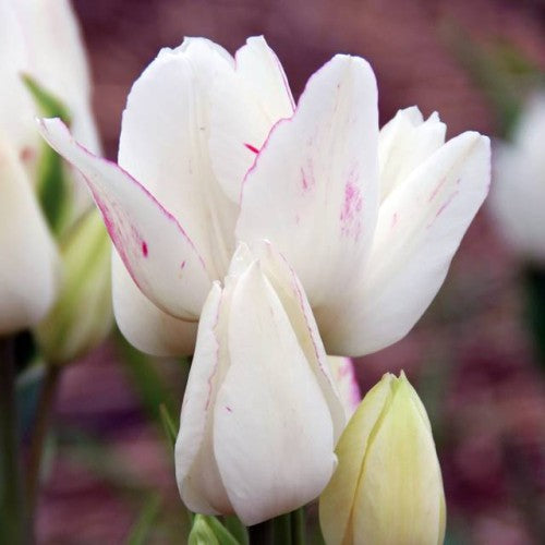 Tulpes daudzziedu CANDY CLUB 12/+ 60gab