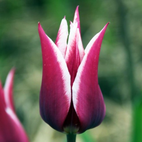 Tulpes lilijziedu CLAUDIA 12/+ 80gab