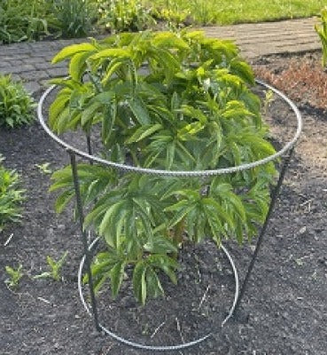 Atbalsta aplis augiem metāla 50cm