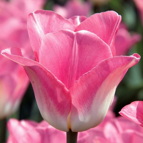 Tulpes vēlās DYNASTY 12/+ 80gab
