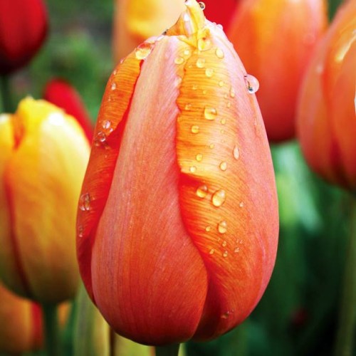 Tulpes vēlās DORDOGNE 12/+ 80gab