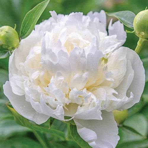 Peonijas DUCHESSE DE NEMOURS 6gab