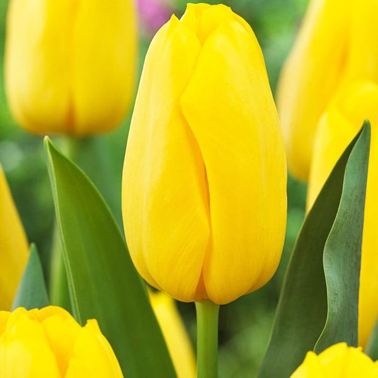 Tulpes promotion DZELTENAS 14/+ 50gab