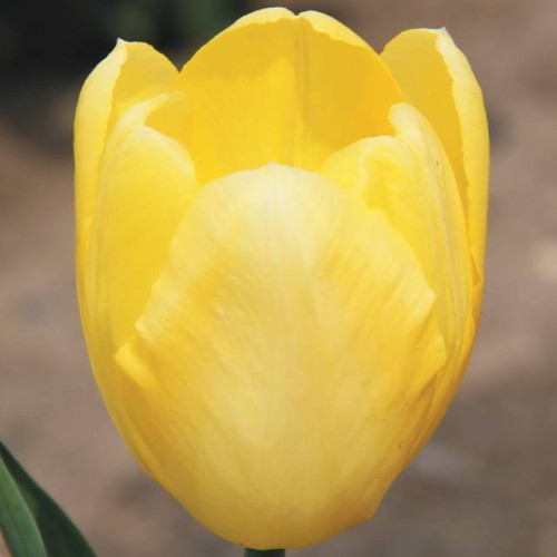 Tulpes triumfa FATS DOMINO 12/+ 80gab