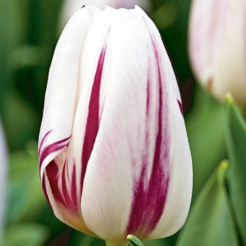 Tulpes triumfa FLAMING FLAG 12/+ 80gab
