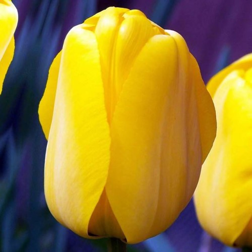 Tulpes Darvina GOLDEN APELDOORN 12/+ 80gab