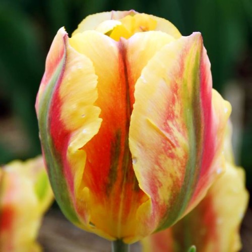 Tulpes zaļziedu GOLDEN ARTIST 12/+ 80gab