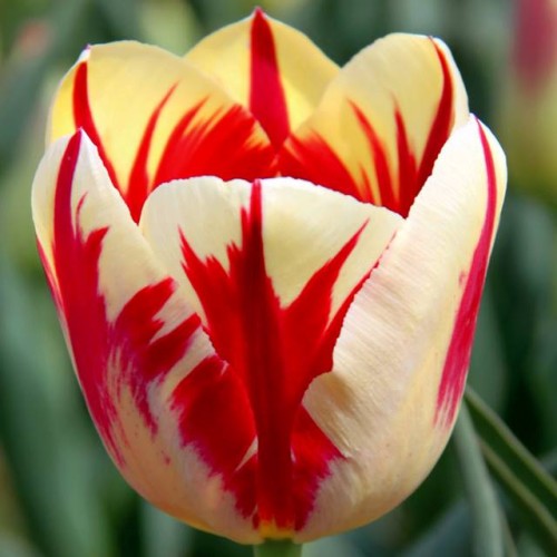 Tulpes triumfa GRAND PERFECTION 12/+ 80gab