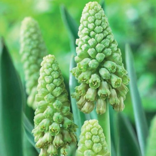 Muskares GREEN PEARL 6/+ 100gab