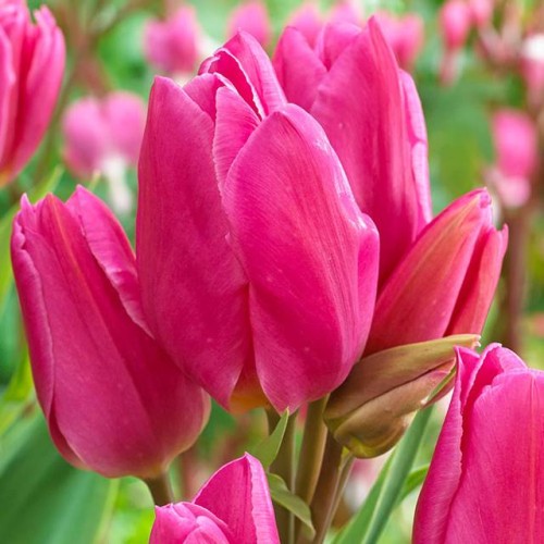 Tulpes daudzziedu HAPPY FAMILY 12/+ 60gab