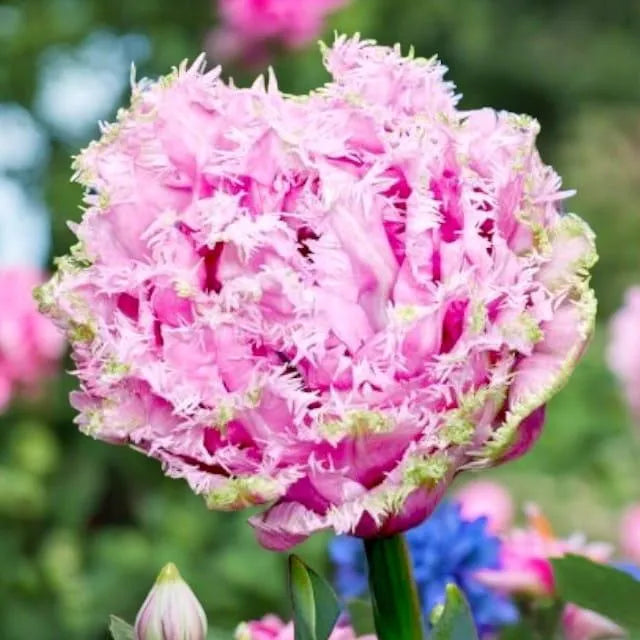 Tulpes bārkšziedu CAIRNS 11/12 60gab