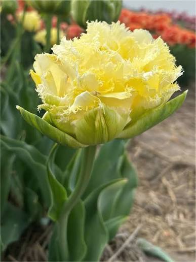 Tulpes bārkšziedu VANILLA DANCE 12/+ 60gab