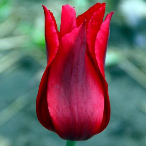 Tulpes lilijziedu PIETER DE LEUR 12/+ 80gab