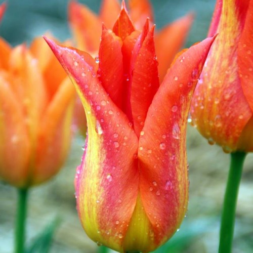 Tulpes lilijziedu LILYFIRE 12/+80gab