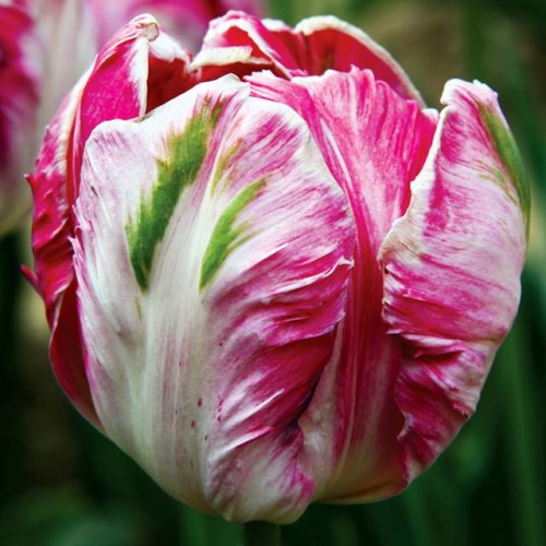 Tulpes papagaiļziedu LIBRETTO PARROT 12/+ 60gab