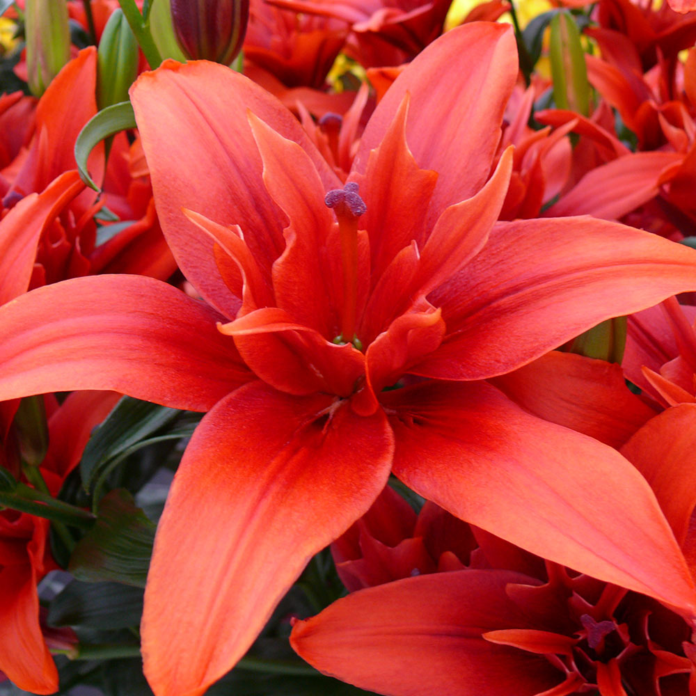Lilijas Pildītās RED TWIN 16/18 10gab