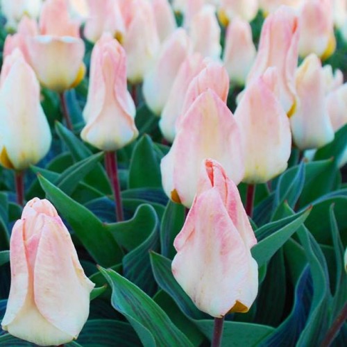 Tulpes zemās Greiga LITTLE GIRL 10/11 80gab