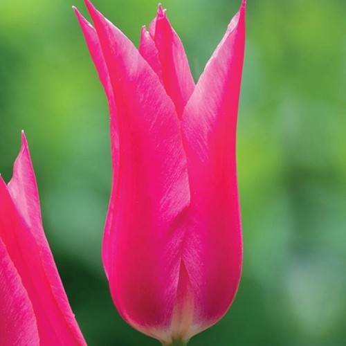 Tulpes lilijziedu MARIETTE 11/12 80gab