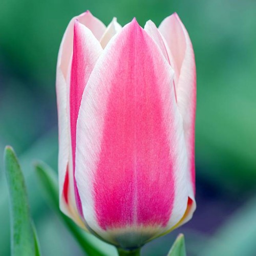 Tulpes zemās Greiga MARY ANN 10/11 80gab