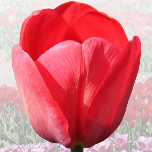 Tulpes elitārās MIKOŁAJ KOPERNIK 12/+ 40gab