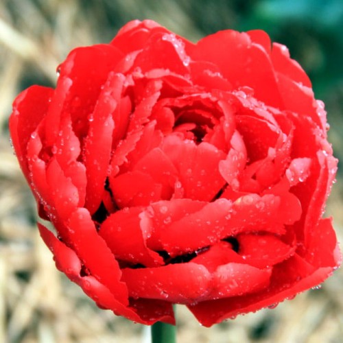 Tulpes pildītās MIRANDA 12/+ 60gab