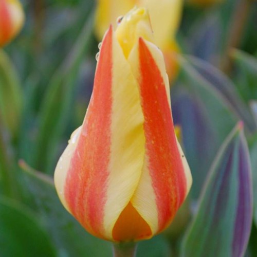 Tulpes zemās Greiga MISKODEED 10/11 80gab