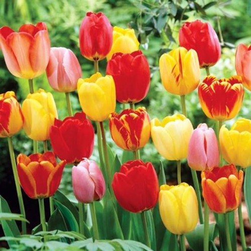 Tulpes dažādas maisījums 12/+ 80gab