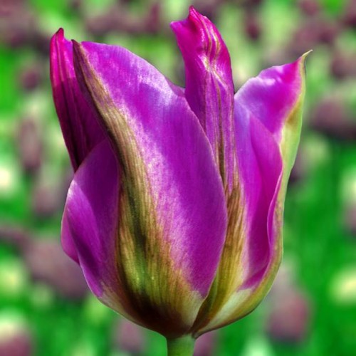 Tulpes zaļziedu NIGHTRIDER 12/+ 60gab