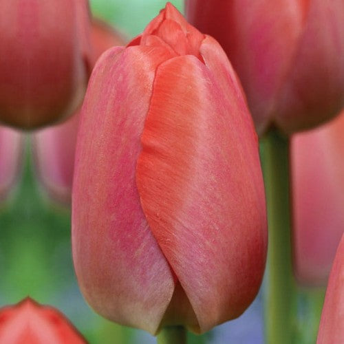 Tulpes Darvina ORANGE PRIDE 11/12 80gab