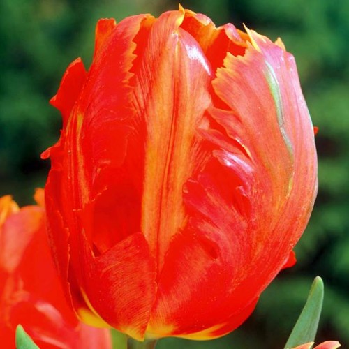 Tulpes papagaiļziedu ORANGE FAVOURITE 12/+ 60gab