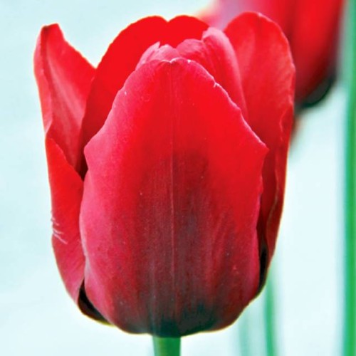 Tulpes triumfa OSCAR 12/+ 80gab
