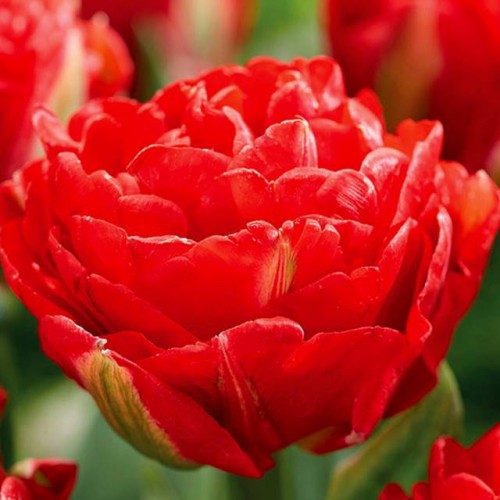 Tulpes pildītās PAMPLONA 12/+ 60gab