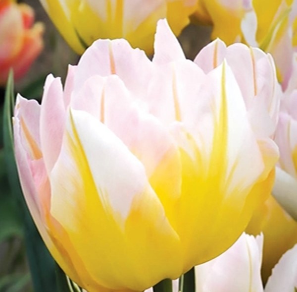 Tulpes pildītās PASSWORD 11/12 60gab