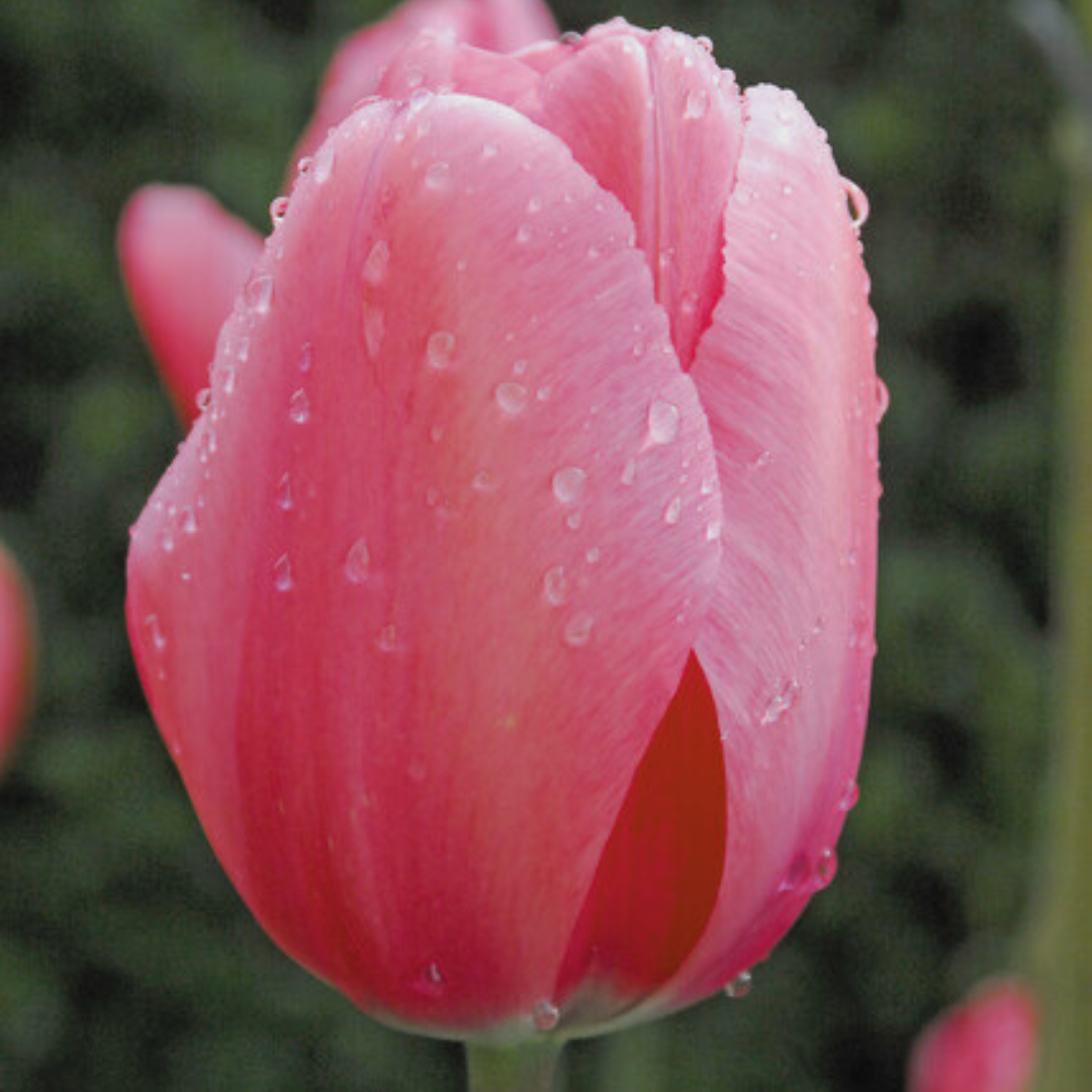 Tulpes Darvina PINK IMPRESSON 12/+ 80gab