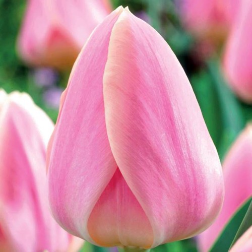 Tulpes vēlās PINK DIAMOND 12/+ 80gab