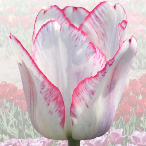 Tulpes elitārās PIĘKNA POLKA 11/12 40gab