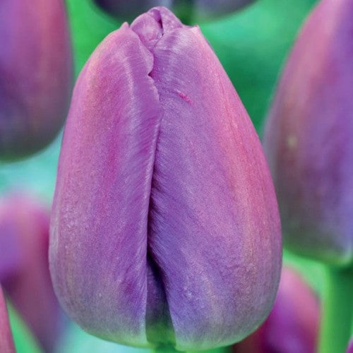 Tulpes Darvina PURPLE PRIDE 11/12 80gab
