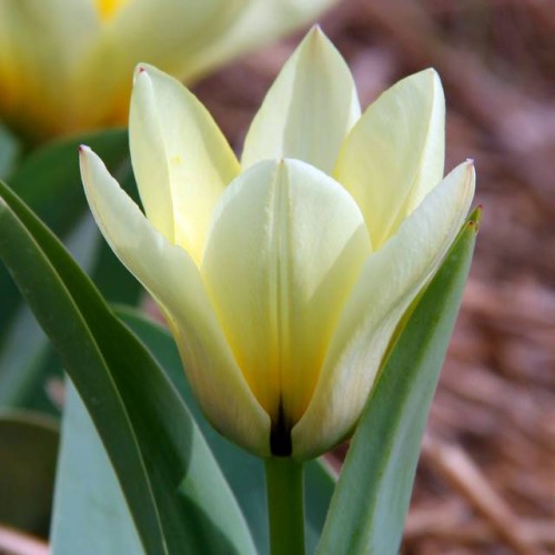 Tulpes zemās Fostera PURISSIMA 10/11 80gab