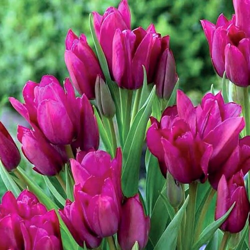 Tulpes daudzziedu PURPLE BOUQUET 12/+ 60gab