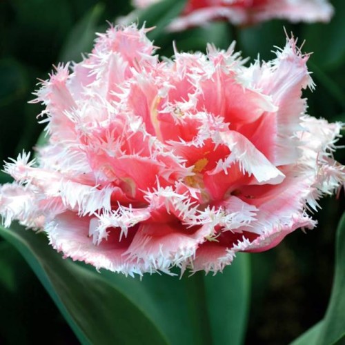 Tulpes bārkšziedu QUEENSLAND 11/12 60gab