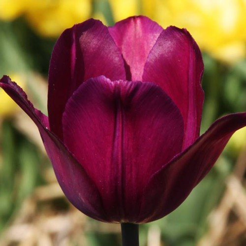 Tulpes vēlās RECREADO 12/+ 80gab