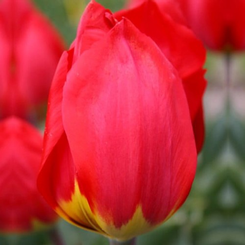 Tulpes agrās RED REVIVAL 12/+ 80gab