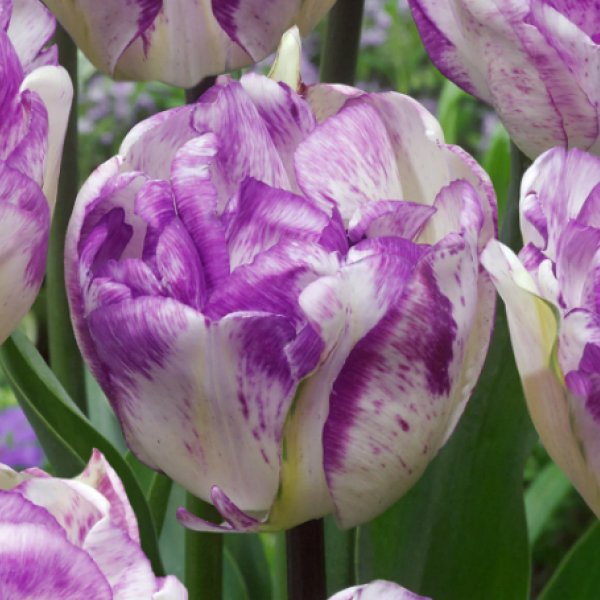 Tulpes pildītās Double Shirley 12/+ 50gab