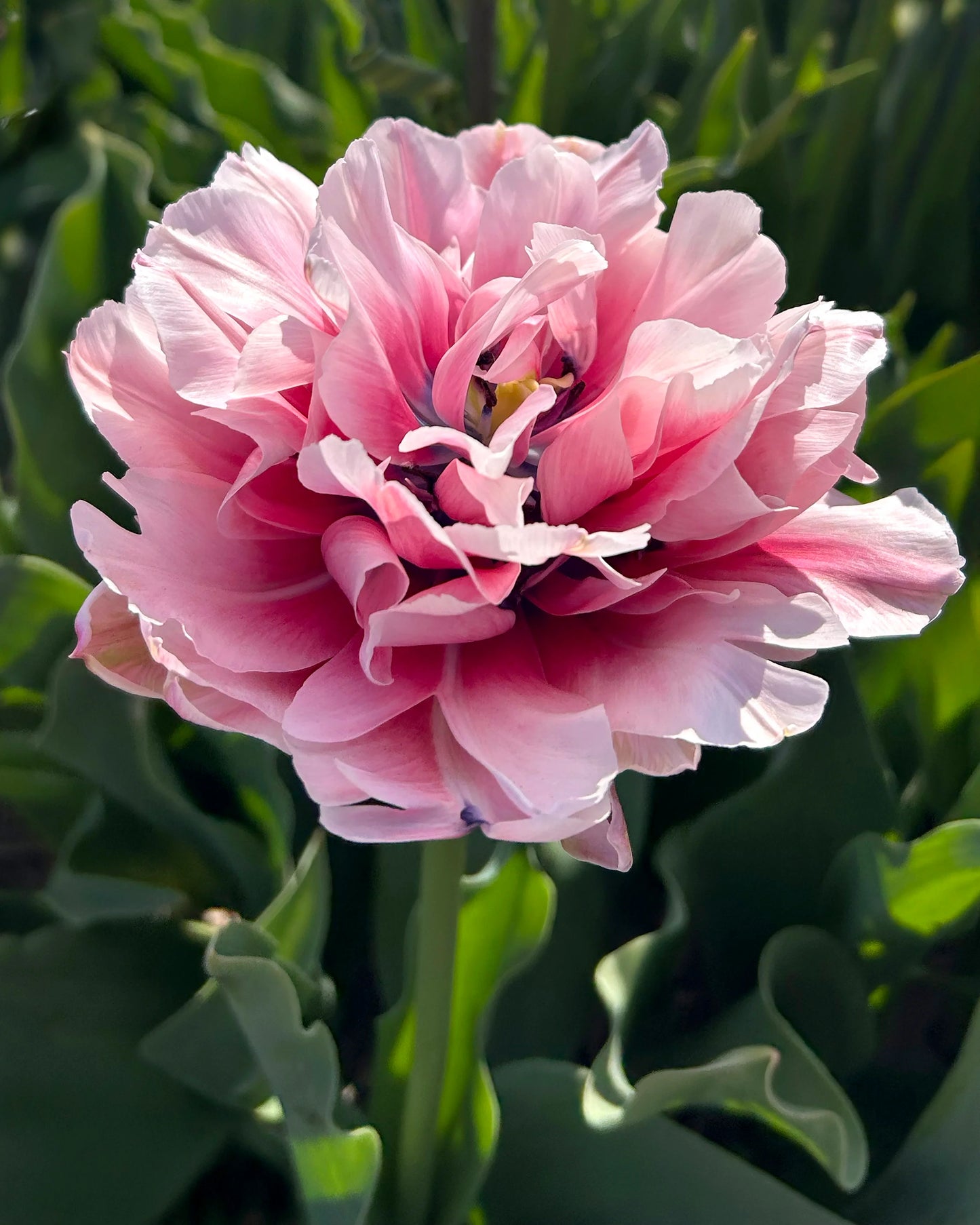 Tulpes pildītās Love Whisper 12/+ 50gab