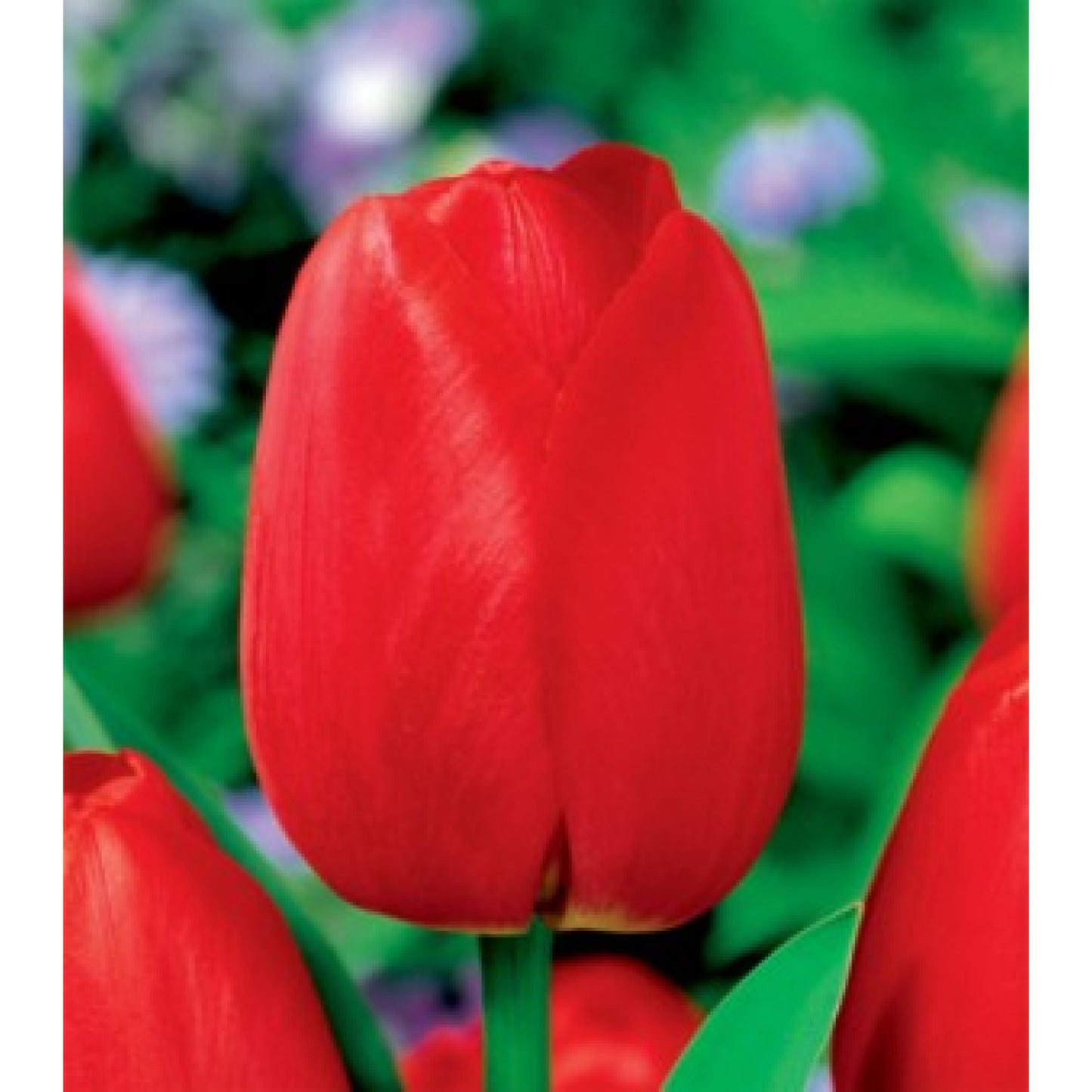 Tulpes promotion SARKANAS 14/+ 50gab