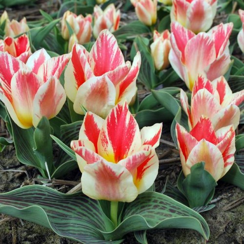 Tulpes zemās Greiga SELIM 10/11 80gab